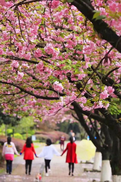 名字里要带有“樱花”的