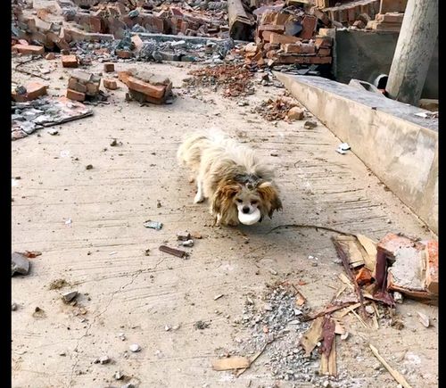 狗狗守着被拆成废墟的家,还等着主人回来,好心人一个馒头救了它