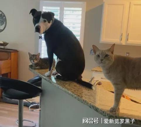 家里有钢琴可以养猫吗(家里有钢琴可以养猫吗)