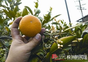 奇葩橘子树结完果又开花 专家 属于变异 