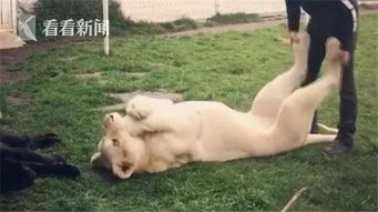 视频 狮子 吃手手抬脚脚 向饲养员撒娇 网友 和自家胖猫一模一样