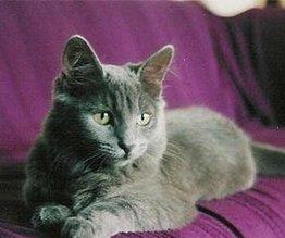 内华达猫的品种介绍,这么可爱的猫你都能不知道