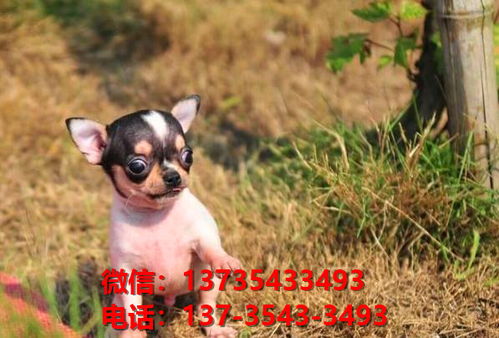 纯种吉娃娃犬出售 福州宠物狗犬舍狗市场在哪里买狗 网上宠物狗哪里有领养