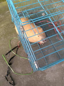家里抓到一个9斤重的老鼠,不会叫,问一下这是啥老鼠啊,怎么会在家里抓到啊 