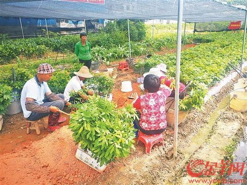 高州市平山镇因地制宜发展特色农业 苗圃铺就绿色致富路