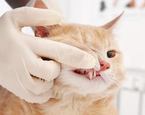 有人说给猫刷牙太矫情,但为了猫咪健康,你会给猫咪刷牙吗 