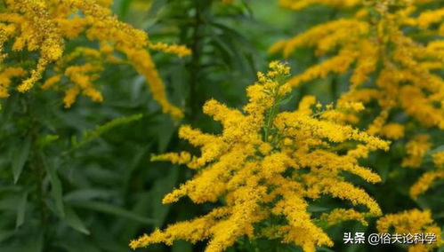 一日看尽长安花什么意思(人比黄花瘦是什么意思)