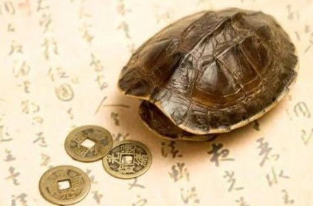 海龟因好奇误吞硬币导致死亡 
