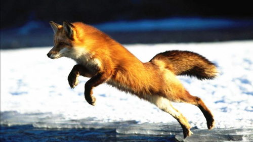 狐狸觅食遇到强敌猞猁,上演一场精彩的生死追逐战 
