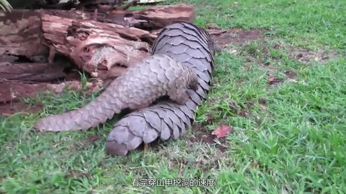 为什么给穿山甲起名 穿山 看完穿山甲挖洞速度,你就明白了 