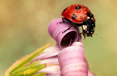西班牙摄影师微距拍瓢虫 