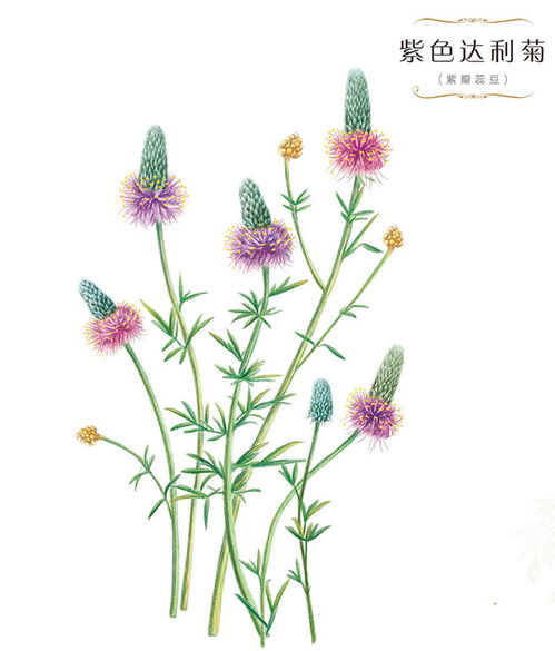 花绘插画手绘小清新色铅笔水彩植物栽培 米粒分享网 Mi6fx Com