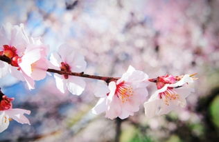 关于桃花的诗句歌颂美景