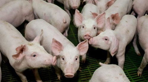 猪场应该如何选择口蹄疫疫苗,养猪人告诉你