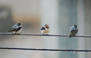 为什么鸟儿下雨天出门不打伞 