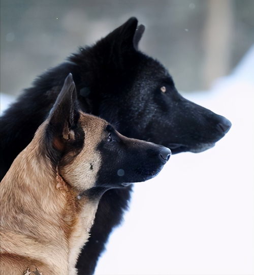 狼和狗有什么区别 共享99.8 的基因