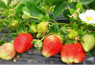 草莓原产地及其高产栽培技术,农研草莓种植技术
