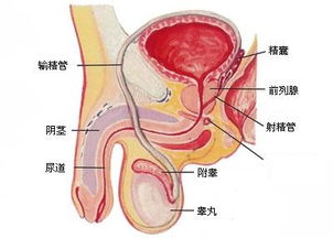 前列腺炎的治疗方法有哪些？