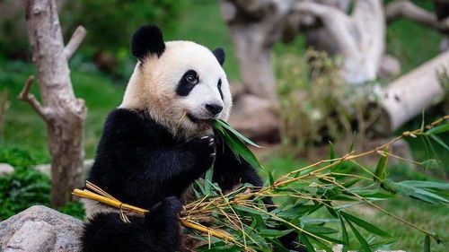 女团成员违规接触大熊猫引起热议,为了保护国宝,这些冷知识你必须要知道