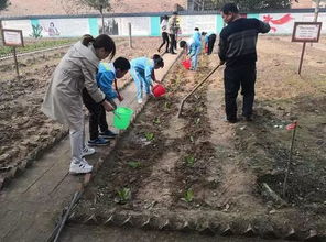 小学开荒供学生 种地 引争议 校长 让孩子们感受蔬粮来之不易