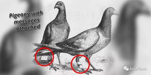 古人之所以能飞鸽传书主要是因为信鸽有什么 竹简传书和飞鸽传书谁最早？
