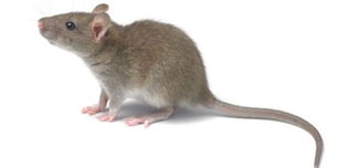 美培育 人脑老鼠 或可启发神经疾病新疗法