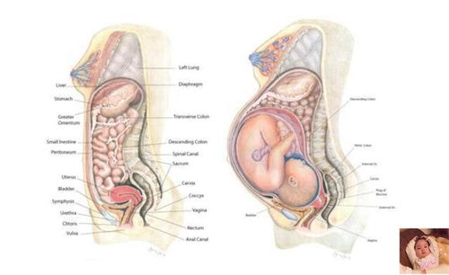 准妈妈的 肚量 有多大 怀孕后内脏被挤成这样,每阶段都是折磨