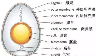 单细胞生物都很小 别这么认为 有的单细胞一个就能让你吃饱