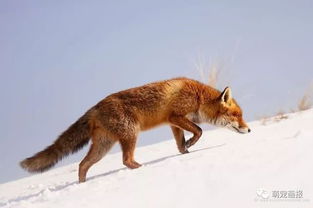 为什么有个词叫 狐狸君 因为狐狸真像经精灵一般 