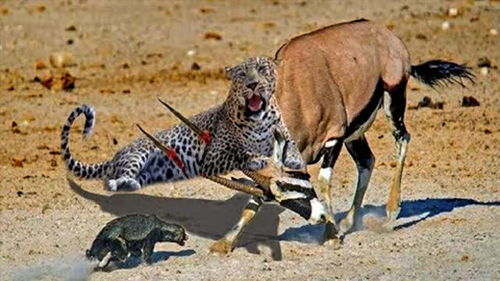 猎豹捕猎非洲大羚羊,本以为胜打胜算,不料大羚羊使出了它的绝招 
