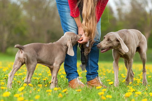 饲养狗狗的6个坏习惯,有就赶紧改正,不然影响狗狗健康
