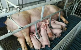 母猪的饲养管理之 母猪的产后护理