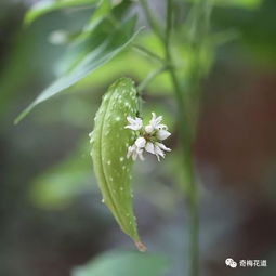 那个平时被我们忽略 却浑身是宝的 爱情诗 萝藦科植物,你知道么 快来围观 