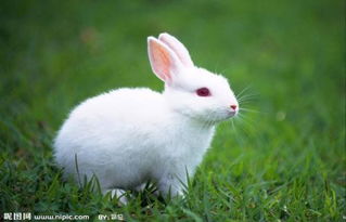 小白兔喜欢玩什么东西 