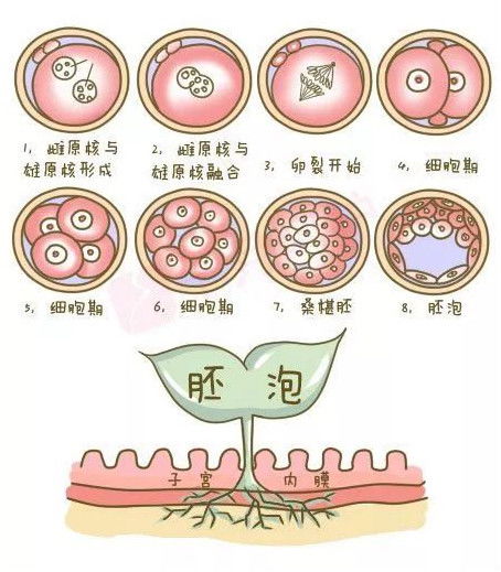 生化妊娠是怎么回事还能怀孕吗