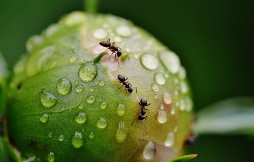 蚂蚁太强了 竟能嗅闻探测癌细胞 