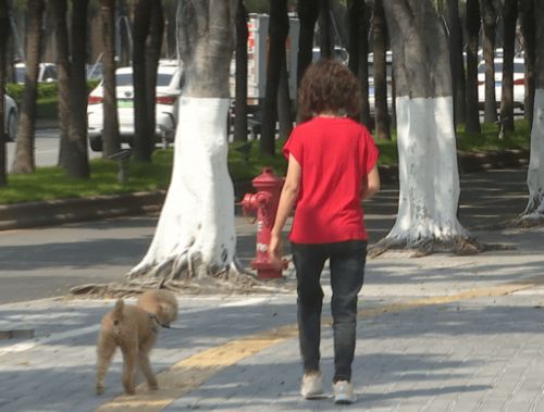 江门养犬人士 违反条例将罚款上千元 还有这些行为要注意......