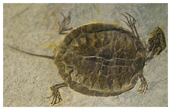 2亿年前乌龟不会缩壳,科学家找到它的祖先,样貌跟现在差别很大