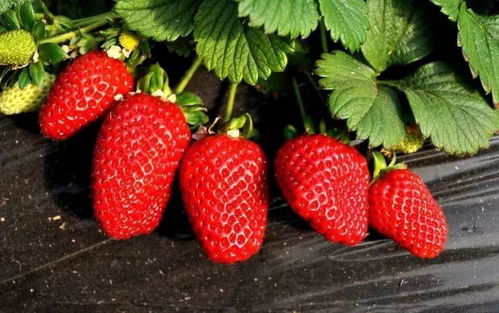 草莓季来袭 太原这个采摘园引得众人而至,其中的原因不一般