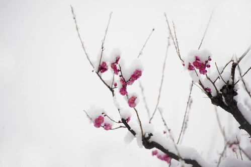 梅花外观词语解释大全集—梅花的三种形态？