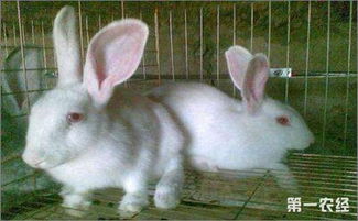 大耳白兔该怎么抱 大耳白兔的固定方法