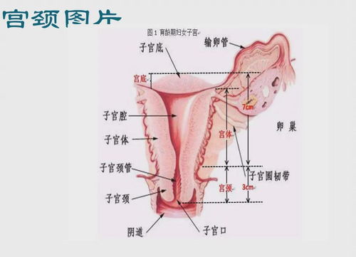 忻州市妇女儿童医院 三八妇女节 健康体检优惠活动开始啦