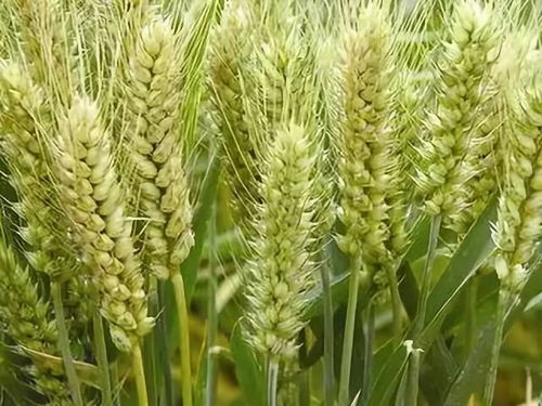 小麦用好3遍药,想不高产都很难 配方公布,注意收藏