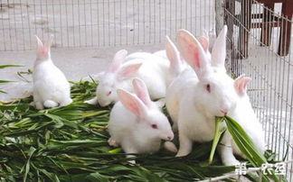 兔子吃什么 养殖兔子牧草品种的选择