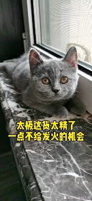 养了一只成 精 的猫 