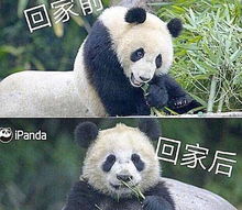 为何日本的熊猫很干净,中国的很脏 熊猫 求你查一下日本做了啥