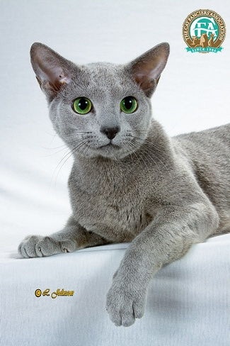 灰蓝色短毛的短耳猫是什么品种 