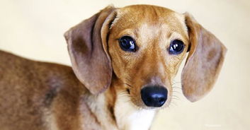 狗狗的耳朵容易受感染,主人要定期帮忙清理,垂耳犬种更要注意