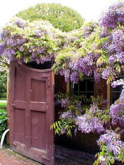 紫藤栽了庭院的西边合适吗(紫藤栽在院墙外影响风水吗)