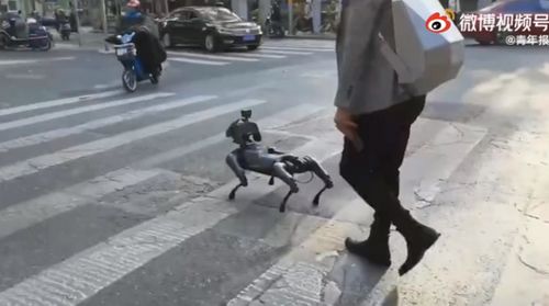 遛狗也内卷 上海街头竟有人遛机械狗 真狗子 我是谁 